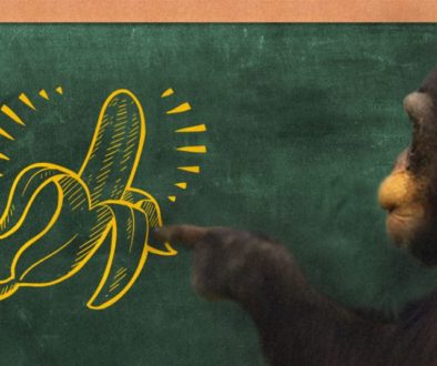 Imagem de um chimpanzé apontando para um quadro negro verde onde está desenhada uma banana descascada pela metade em giz amarelo.