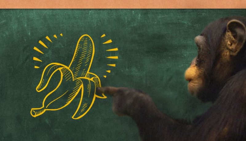Imagem de um chimpanzé apontando para um quadro negro verde onde está desenhada uma banana descascada pela metade em giz amarelo.